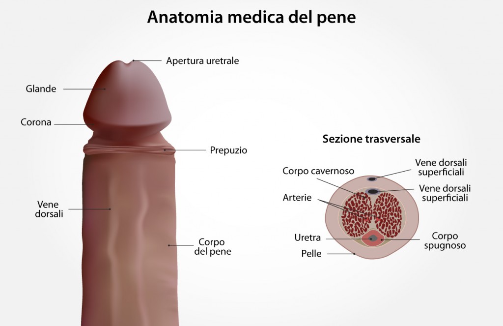 Tavola anatomica del pene maschile